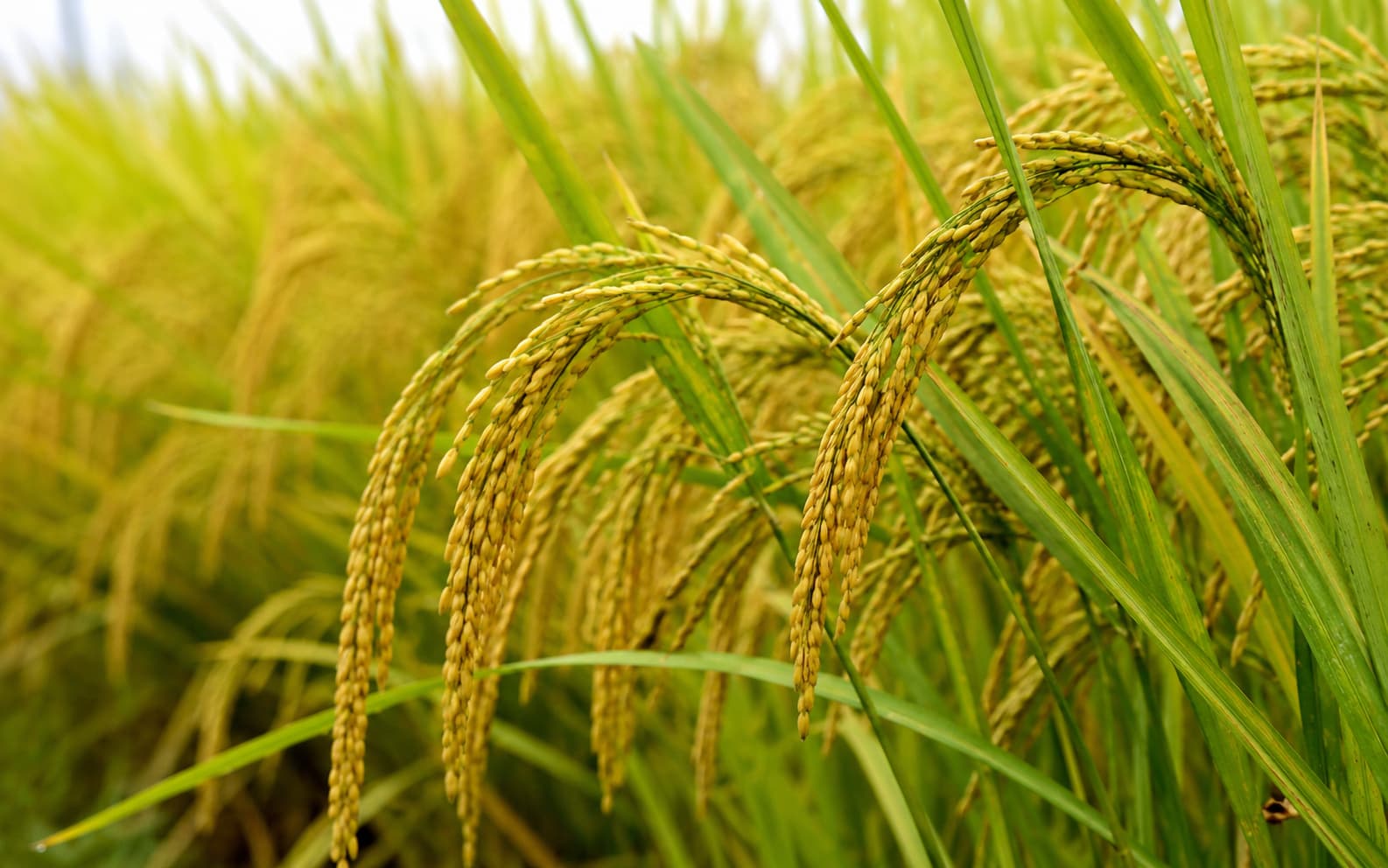 برنج - رشت · گیلان