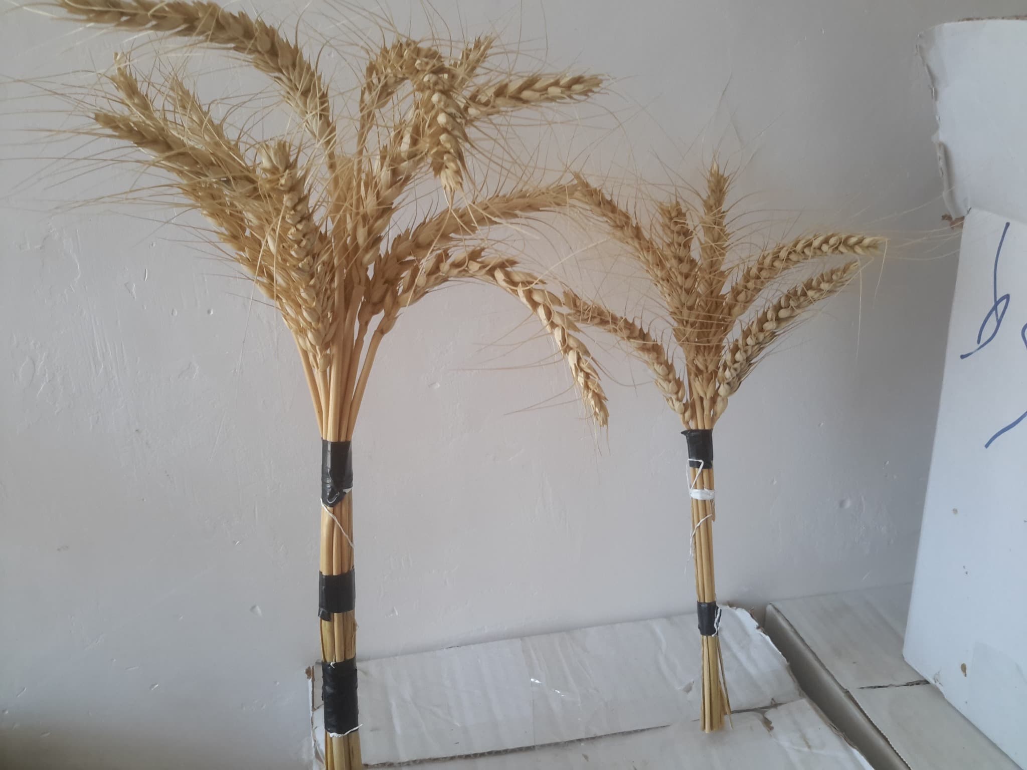 عملیات برداشت گندم در مزرعه دزفول