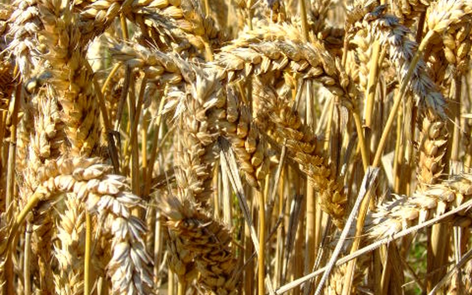 نمای نزدیک سنبله رسیده گندم